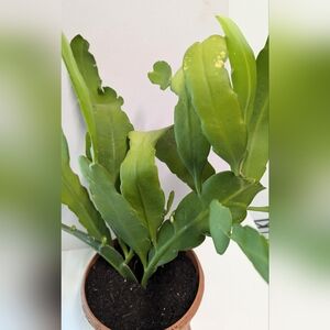 Night blooming Cereus Orchid Single Cactus Plant